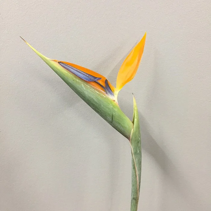 Birds of Paradise | DIY Flower Mart | Orlando, FL